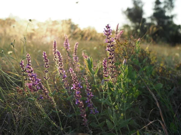 Hermosas flores púrpuras en el prado al atardecer —  Fotos de Stock