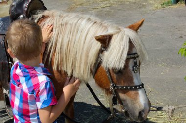 Çocuk sevişme horse midilli beyaz yele