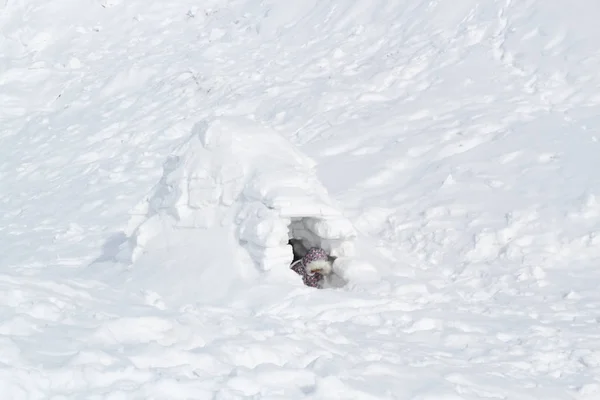 The child climbs out of the Igloo-snow cave which is home to the Eskimos