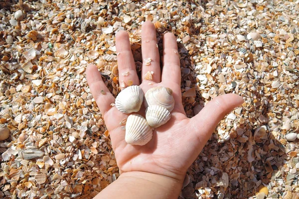 Cuatro pequeñas conchas en la mano de un niño de dos años en la playa en un día soleado — Foto de Stock