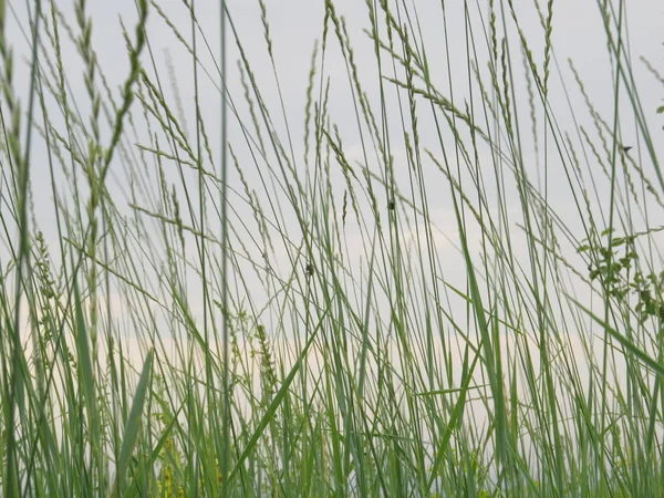 Cloudy evening sky through young green thin blades of grass, on which sit different insects — Stock Photo, Image