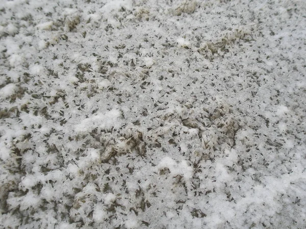 Sal cristalizado cobre a praia — Fotografia de Stock