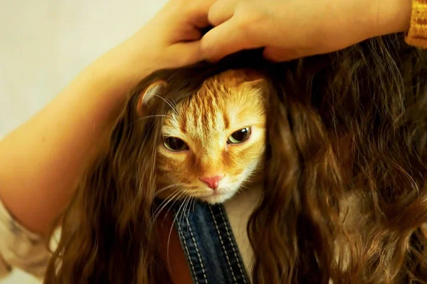 Рыжая кошка шипит в волосах девочек — стоковое фото