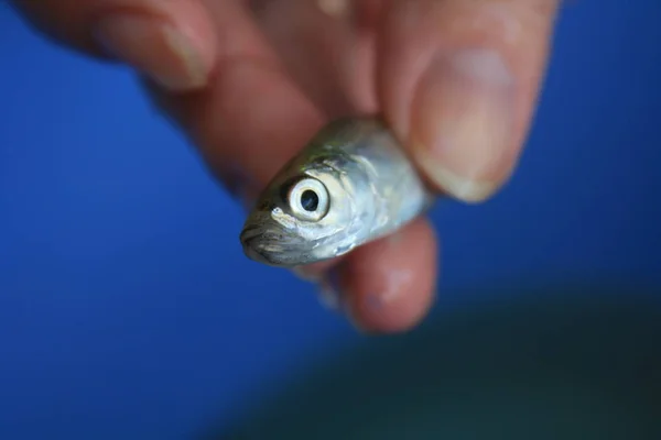Μεγέθυνση της φρέσκο ψάρι ζουν σε ανθρώπινα χέρια — Φωτογραφία Αρχείου