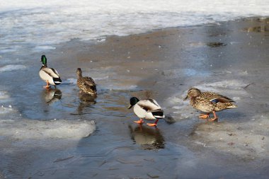 bir bahar gününde parkta ince buz üzerinde yaban ördekleri aileleri vardır.