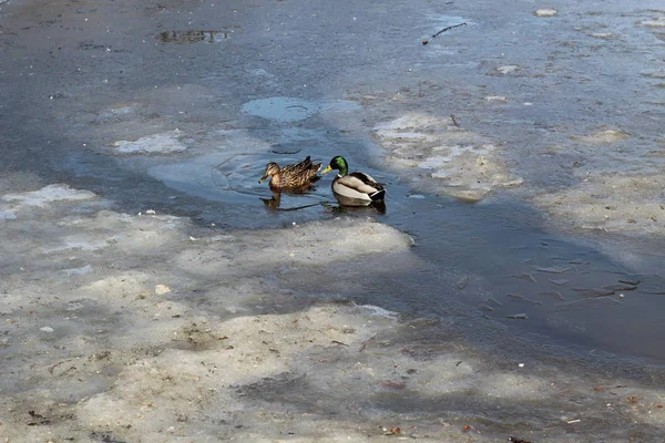 Canard avec Drake aller sur la neige mouillée sur l'étang au début du printemps — Photo