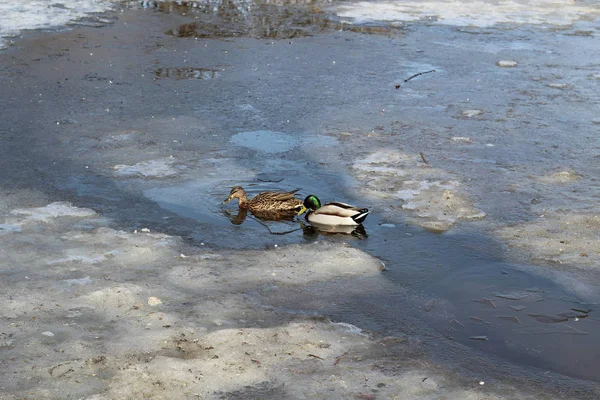 Anatra e Drake stanno nuotando nel scongelati intorno al ghiaccio trasparente su uno stagno all'inizio della primavera — Foto Stock