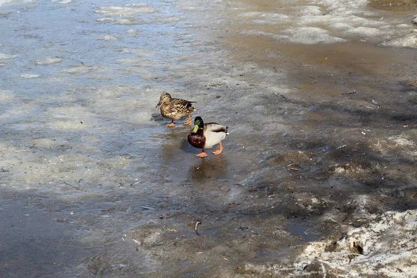 Canard de famille avec Drake aller sur la glace claire sur l'étang au début du printemps — Photo