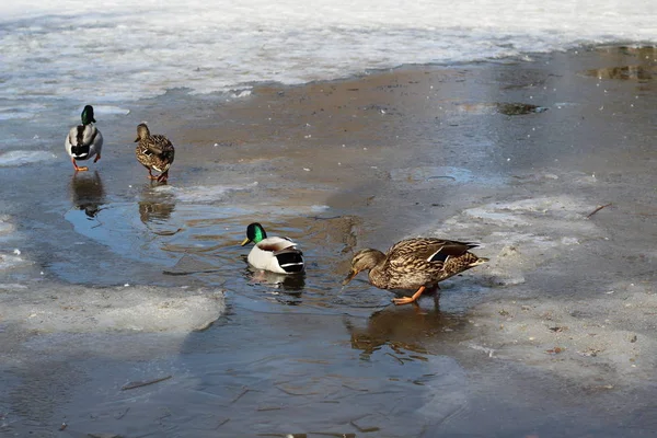 Yaban ördekleri ailelerinin bir bahar gününde parkta ince buz üzerinde yürümek — Stok fotoğraf