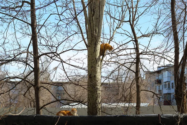 Un gato rojo sentado en un árbol, y mira a otro gato rojo que se sienta en la tubería y entrecerran los ojos. Primavera marzo gatos —  Fotos de Stock