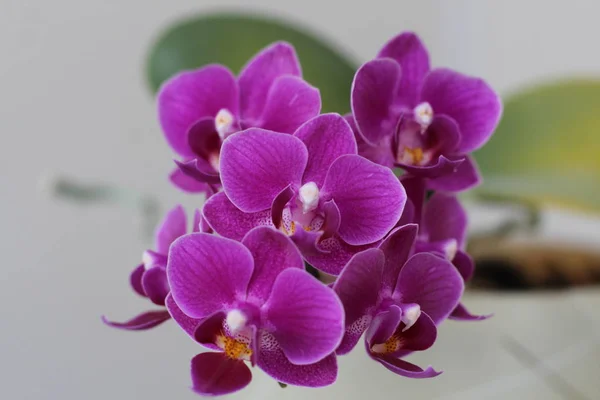 Flor de orquídea de traça em miniatura no fundo branco — Fotografia de Stock