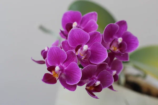 Miniatura mariposa orquídea Phalaenopsis flor close-up na primavera — Fotografia de Stock