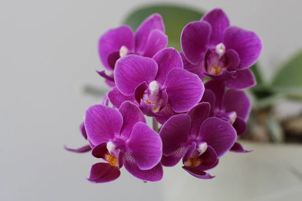 Flores roxas florescendo bonitas do Orchid na mola adiantada . — Fotografia de Stock