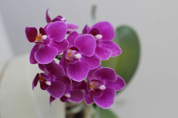 Flores roxas florescendo bonitas do Orchid na mola — Fotografia de Stock