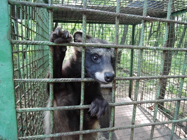 The raccoon dog sticks its muzzle out through the iron bars of its cage