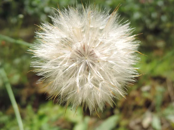 Makro flauschige Pusteblume. Ziegenbart wie großer weißer Löwenzahnkopf. Sommerkraut. — Stockfoto