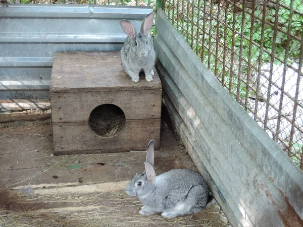 Dos conejos grises sentados en una jaula cerca de su cabina. Hogares en zonas rurales . — Foto de Stock
