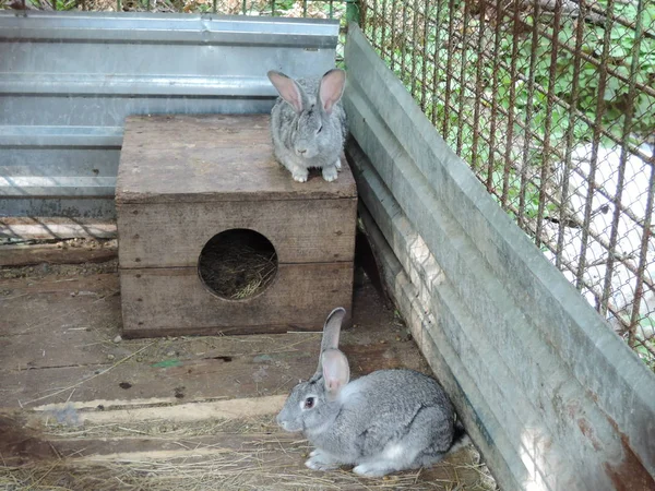 Dos conejos grises sentados en una jaula cerca de su cabina — Foto de Stock