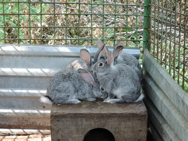 Conejos grises sentados en una jaula cerca de su cabina. Hogares en zonas rurales . — Foto de Stock