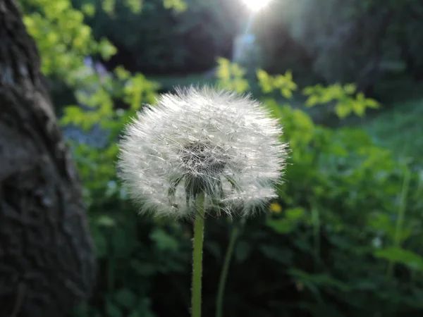 夕日の光の中で夕方にフィールド上のふわふわタンポポの花 — ストック写真