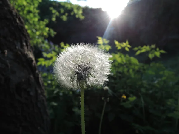 夕日の夜のフィールドにふわふわタンポポの花 — ストック写真