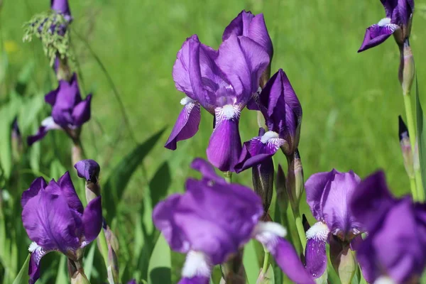 Purpurové irisy v zahradě zblízka, proměnlivý výběr — Stock fotografie