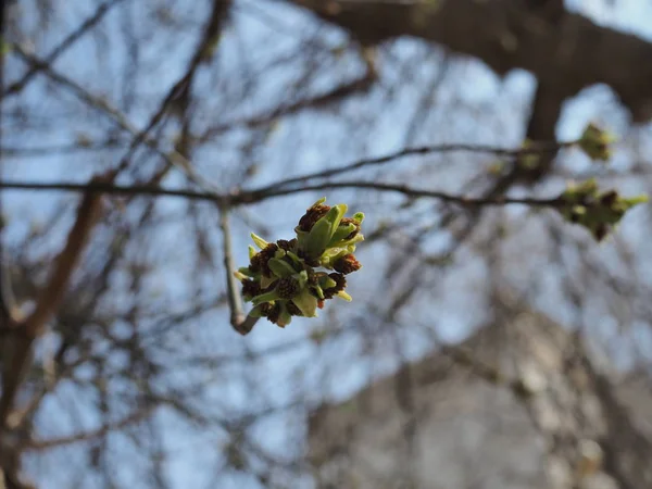 Copac înflorit Bud împotriva cerului albastru într-o zi de primăvară — Fotografie, imagine de stoc