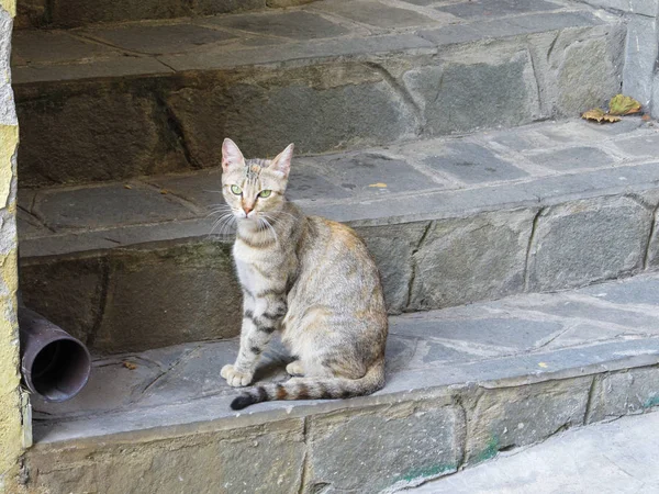Городская тощая пятнистая кошка сидит на каменной лестнице в европейском городе в солнечный день — стоковое фото