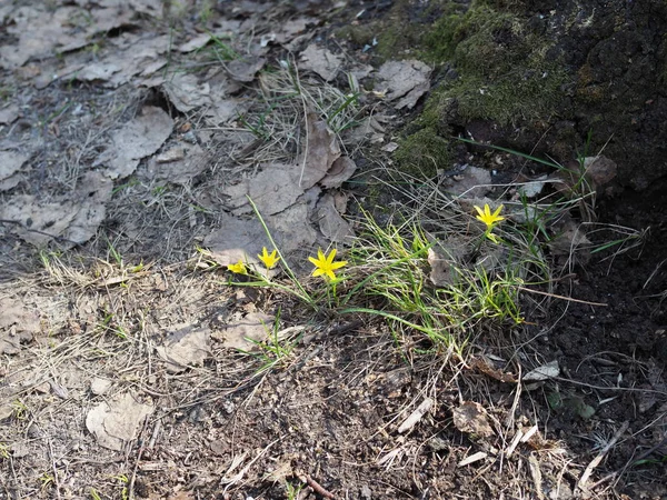 Primeiras prímulas amarelas brilhantes na clareira florestal. Conceito das estações, tempo, primavera — Fotografia de Stock