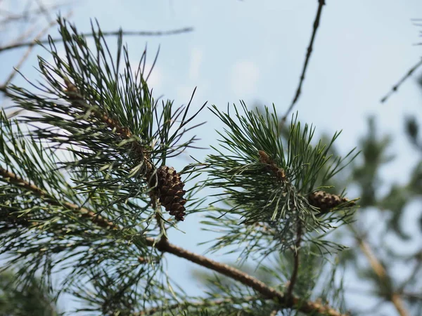 Image rapprochée de la branche de pin avec des cônes — Photo