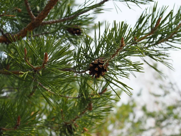 Close up picture of pine tree branch with cones — Stock Photo, Image