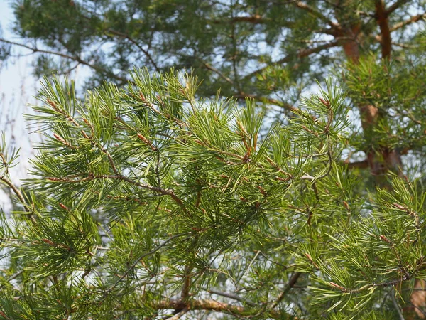 Zöld friss fenyőtűk tavasszal — Stock Fotó