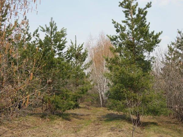 Smíšené doménové struktury. Jehličnaté a opadavé stromy v lese na jaře — Stock fotografie