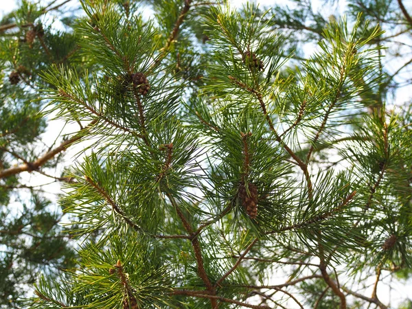 Image rapprochée de la branche de pin avec des cônes — Photo
