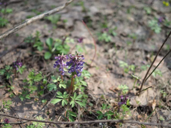 Corydalis vagyok. Corydalis virágzása a tavaszi erdőben. Makro Corydalis. — Stock Fotó