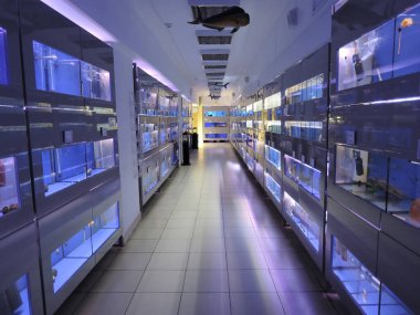 tropikal balık ile birçok küçük akvaryumlar ile koridor