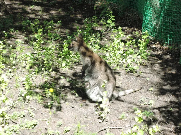 Кенгуру з кенгуру в сумці на зеленому газоні в зоопарку — стокове фото