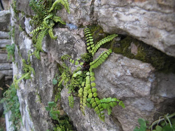 Plantas interessantes incomuns crescem na parede de pedra da casa . — Fotografia de Stock