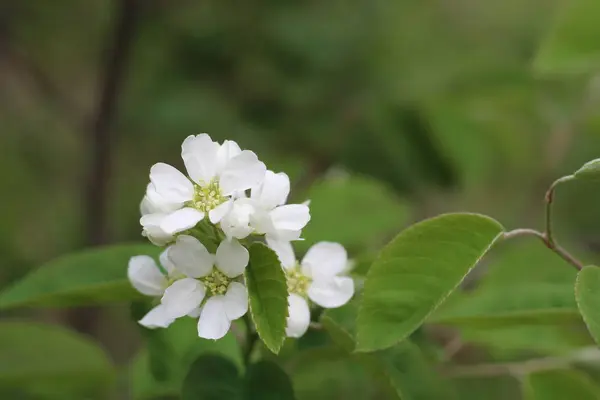 Foto de brunch árvore florescente com flores brancas no fundo verde bokeh — Fotografia de Stock