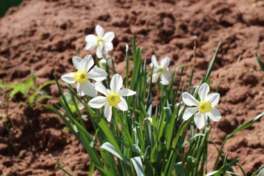 kil toprak arka planda Narcissus çiçeklenme güzel bir Bush