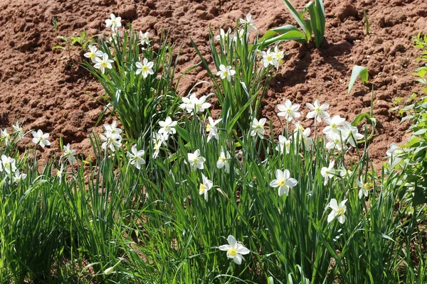 Kil toprak arka planda Narcissus çiçeklenme güzel bir Bush — Stok fotoğraf