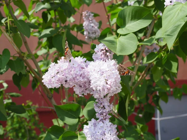 Kelebek Vanessa cardui leylak çiçeklerüzerinde. Tozlaşma lilalaklar açıyor. Vanessa cardui — Stok fotoğraf