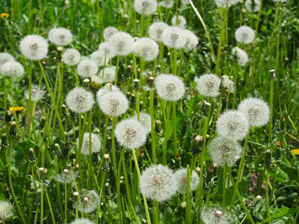 中立的な日光の中でタンポポの多くを持つ牧草地。縦長の形式 — ストック写真