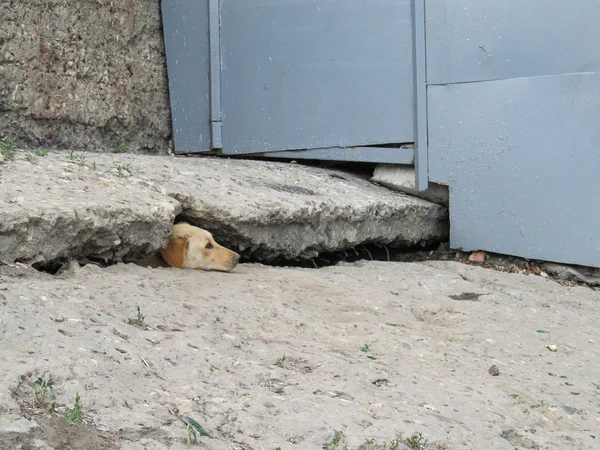 Beton bir levha içinde bir yarık dışarı gözetleme bir sokak köpeği — Stok fotoğraf