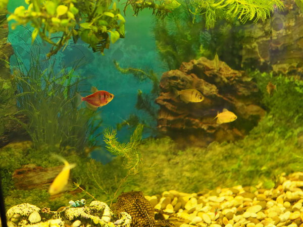 Aquarium colourfull fishes in dark deep blue water.