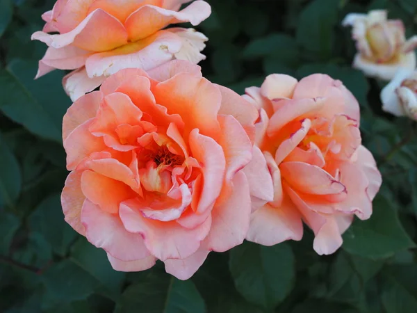 Beautiful tea rose closeup in summer garden at sunset — Stock Photo, Image