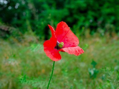 Poppy. gösterişli çiçekler, sütlü sap ve yuvarlak tohum kapsülleri ile otsu bir bitki. morfin ve kodein gibi ilaçlar