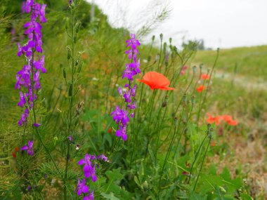 kırmızı haşhaş ve mor ve sarı çayır çiçekleri ile güzel renkli yaz çayır