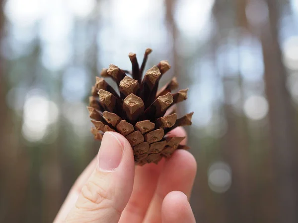 Pinecone in hand with a pine forest background, travel concept. — Stock Photo, Image