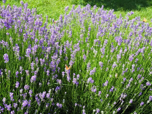 Arbustos de lavanda com borboletas em um dia de verão brilhante — Fotografia de Stock